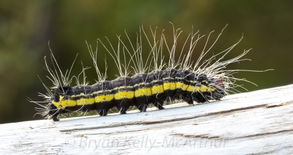 Photo of Acronicta radcliffei by Bryan Kelly-McArthur